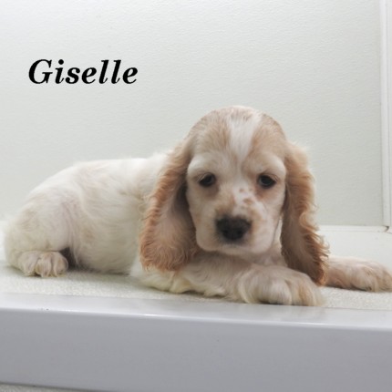 puppy, for, sale, Cocker Spaniel, Joe & Cherri  Overlease, dog, breeder, Miller, MO, dog-breeder, puppy-for-sale, forsale, nearby, find, puppyfind, locator, puppylocator, aca